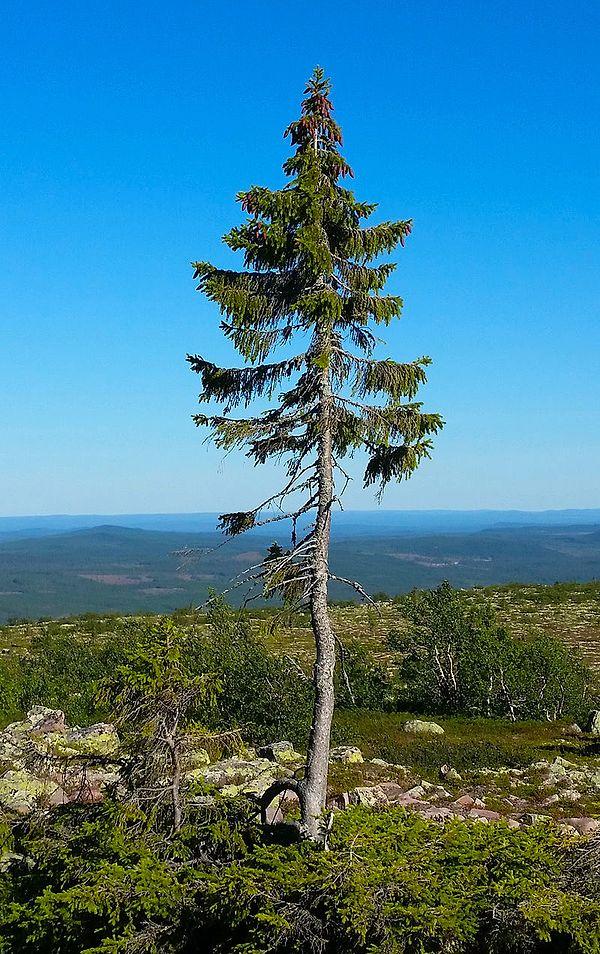 9. İsveç'teki Fulufjället Dağı'nda bulundan 'Old Tjikko' ağacı, 9 bin 500 yılı aşkın geçmişiyle en yaşlı ağaçtır.