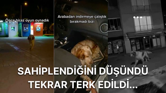 Ciğerimiz Kalmadı: Sokakta Oyun Oynadığı İnsan Dostlarının Kendisini Sahipleneceğini Düşünen Köpek Terk Edildi