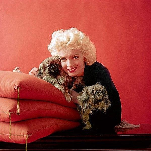 12. Ve son olarak, dünyaca ünlü isim Frank Sinatra, Marilyn Monroe'ya Maf adında bir köpek hediye etmişti.