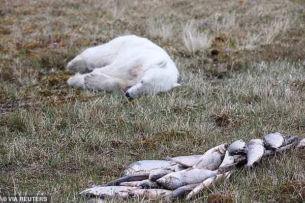 Монеточка спит на траве рядом с кучей рыбы после того, как ее язык наконец освободили из банки