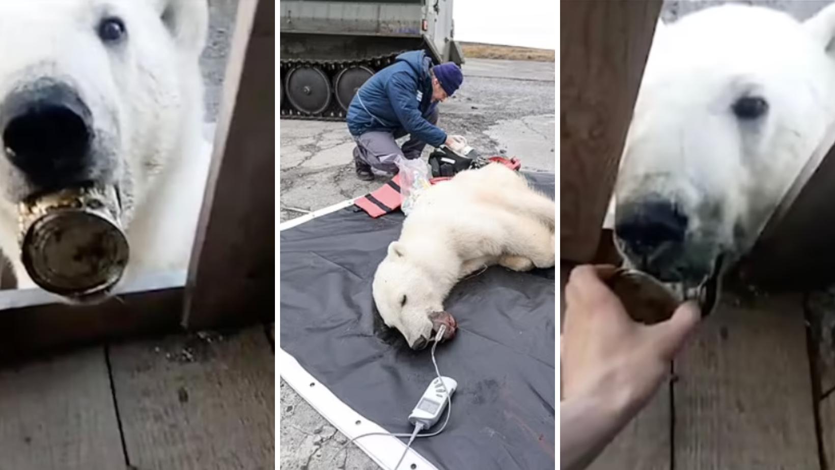 В России белая медведица, чей язык застрял в консервной банке, обратилась за помощью к людям
