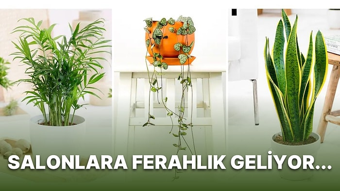 Yeşiliyle Çok Daha Ferah Bir Ortam Yaratmanızı Sağlayacak Salon Bitkileri