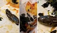 Стюард турецкой авиакомпании обнаружил голову змеи в своем завтраке после того, как съел большую его часть