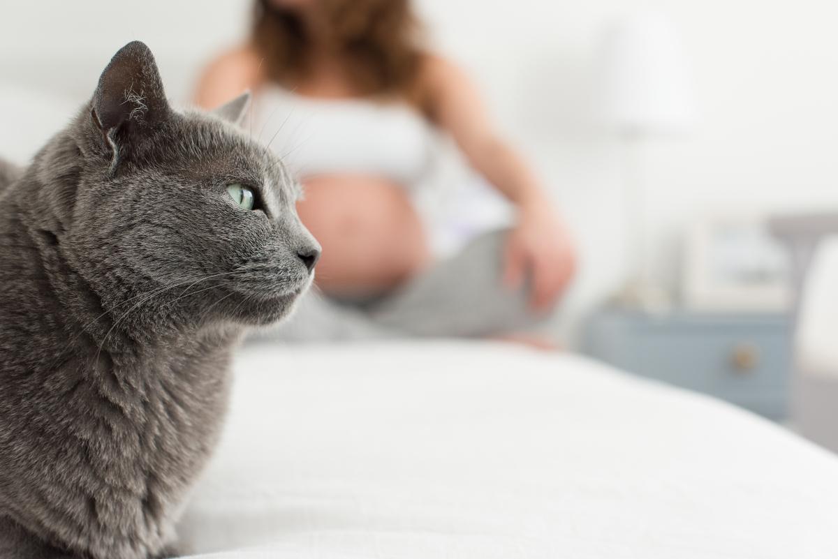 Ученые выяснили, что беременные владелицы кошек чаще страдают послеродовой депрессией, чем беременные владелицы собак