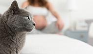 Ученые выяснили, что беременные владелицы кошек чаще страдают послеродовой депрессией, чем беременные владелицы собак