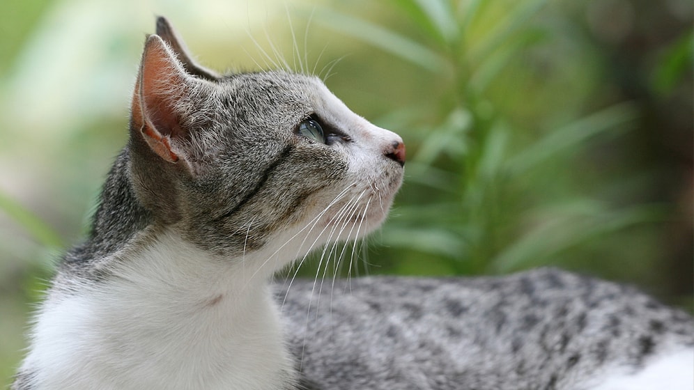 Evcil Kediler 'İstilacı Türler' Arasına Eklendi!