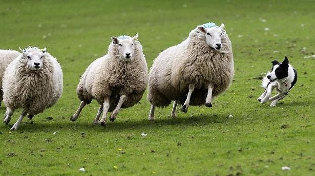 Sheep Business