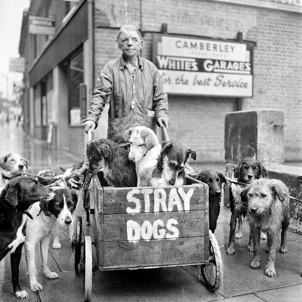 3. Hep birlikte 1962 yılının İngiltere'sin bakıyoruz. Resimde gördüğünüz Camberley Kate, 600 tane sokak köpeğine bakmasıyla tanınıyordu.