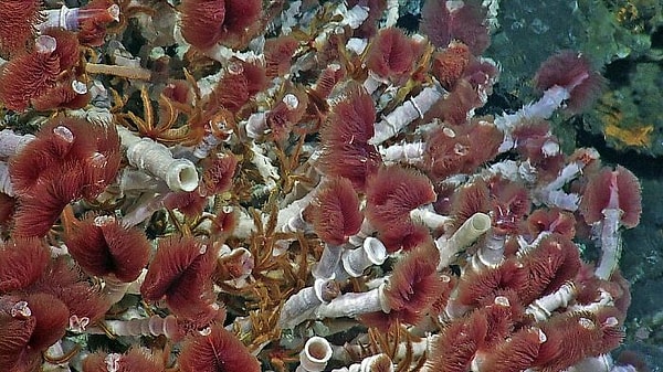 9. Гидротермальные источники являются домом для ракообразных и червей