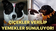Köpekleri Süsleyip Hizmet Ediyorlar! Nepal'de Yılın Bir Gününün Tamamen Köpeklere Ayrıldığı Bayram Kukur Tihar