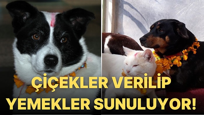 Köpekleri Süsleyip Hizmet Ediyorlar! Nepal'de Yılın Bir Gününün Tamamen Köpeklere Ayrıldığı Bayram Kukur Tihar