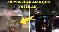 Tüm Huysuzluklarına Rağmen Minnoşluklarından Asla Ödün Vermeyen Birbirinden Komik 25 Kedi Fotoğrafı
