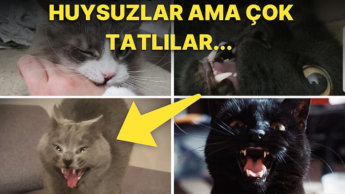 Tüm Huysuzluklarına Rağmen Minnoşluklarından Asla Ödün Vermeyen Birbirinden Komik 25 Kedi Fotoğrafı