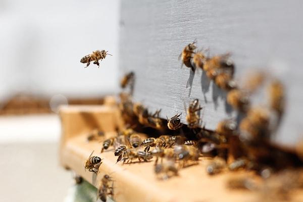 1. Erkek arılar kış mevsiminde kovandan atılırlar.
