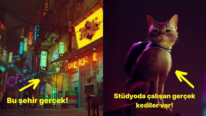 "Kedili Oyun" Stray Hakkında Duyunca Çok Şaşıracağınız 10 İlginç Bilgi