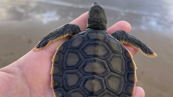 Eğer küresel ölçekte plastik kullanımını azaltmazsak sadece kaplumbağalar değil deniz yaşamının çoğunu kaybedebiliriz. Uzmanlar denizlerin kirletilmesinin önüne geçilmezse insanlığı zor günlerin beklediğini söylüyor.