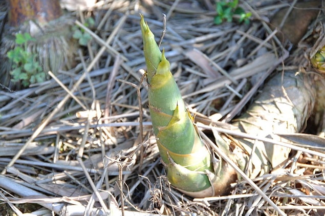 5. Bambu işkencesi