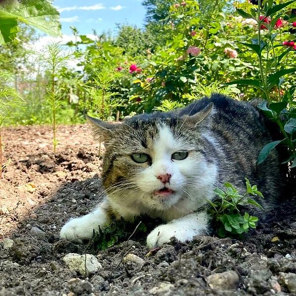6. Yeşilliklerin arasında kedi otu bulup, onu yemek için büyük çaba sarf eden bir kedi: