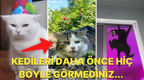 Girdikleri Birbirinden Komik Hallerle İnsanlarla İletişime Geçmeye Çalıştıklarını Gösteren 40 Kedi