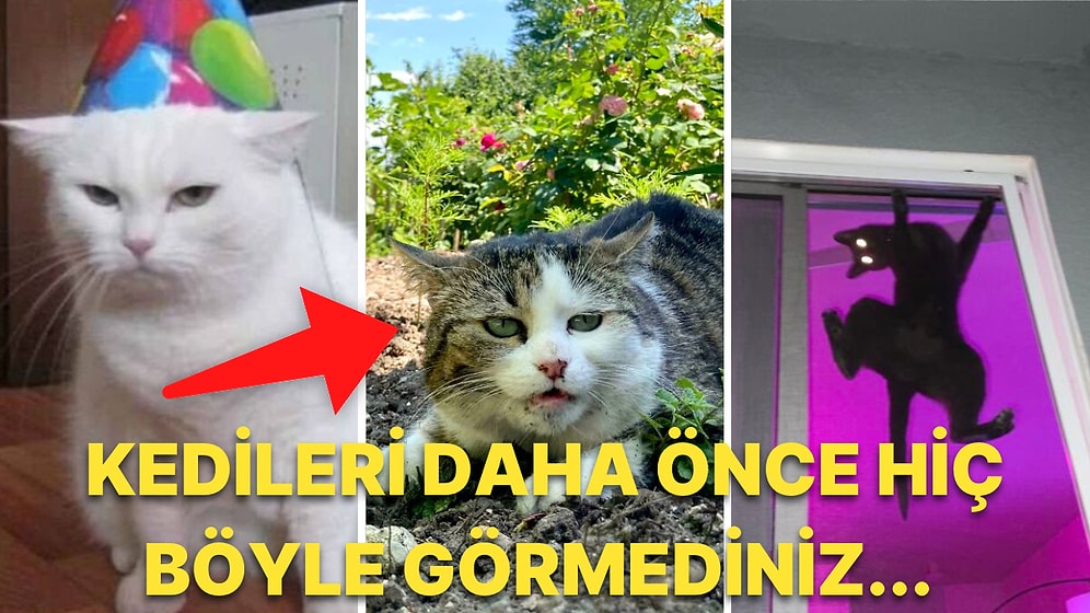 Girdikleri Birbirinden Komik Hallerle İnsanlarla İletişime Geçmeye Çalıştıklarını Gösteren 40 Kedi