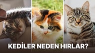 Kendine Has Var Oluşlarıyla Herkesi Kendisine Hayran Eden Kedilerin Neden Hırladığını Anlatıyoruz!