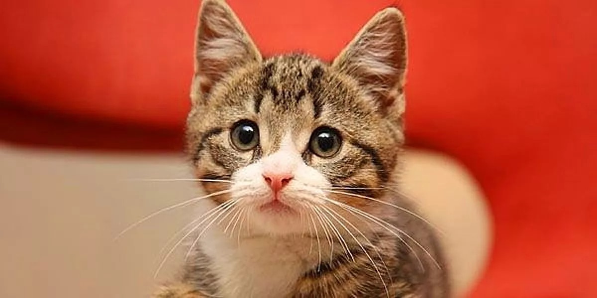 Kitten named