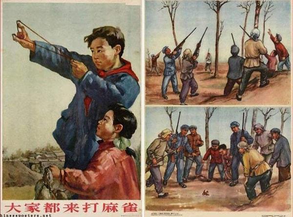 Mao Zedong'un "Büyük İleri Atılım" girişiminin bir parçası olarak 1958 yılı itibari ile yürütülen "Dört Haşere Kampanyası" ile Çinliler; serçelerle birlikte aralarında fare, sinek ve sivrisineğin de olduğu dört canlıyı ortadan kaldırmak için düğmeye bastılar.