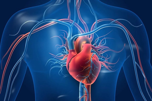 Sonuç olarak daha fazla kırmızı et tüketen hastaların ASCVD hastalığı geliştirme olasılığının daha yüksek olduğunu ve günde 1 porsiyon et yemeği yiyenlerin, et yemeyenlere göre ortalama olarak yüzde 22'lik bir risk artışına sahip olduklarını buldular.