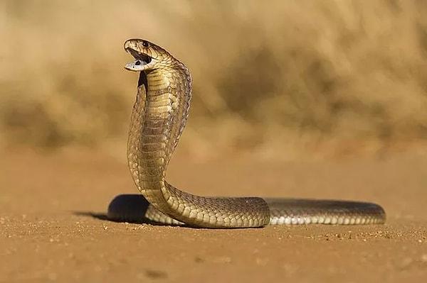 Bu yılanlar ise şu şekilde: Mavi bongar yılanı, adi kobra, daboia russelii ve çöl engereği.