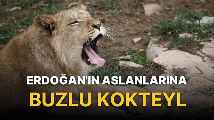 Cumhurbaşkanı Erdoğan'ın Aslanlarına Buzlu Kokteyl