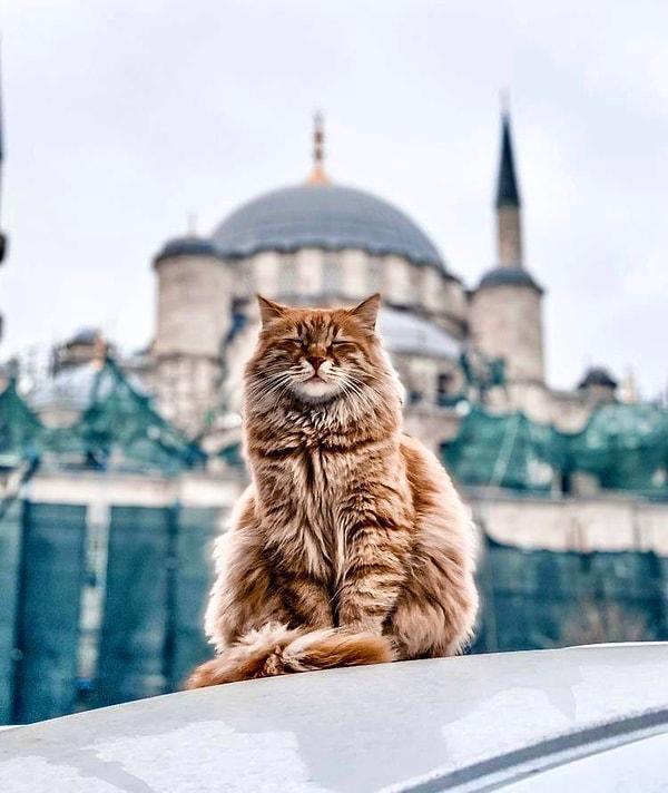 Şimdi gelgelelim kedilerin İslamiyet’teki yerine. Kediler İslam tarihindeki pek çok kaynakta “temizlik” ile ilişkilendirilmiştir. Bunun nedeni; bu tüylü dostlarımızın kendilerini temizliyor olmalarıdır.