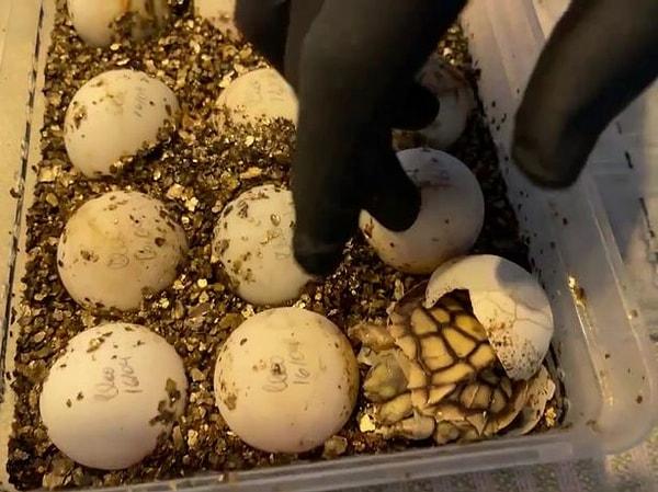 Hollandalı kaplumbağa yetiştiricisi Ruben van Schoor, yumurtadan çıkan kaplumbağayı ilk gördüğünde hayatının şokunu yaşamış.