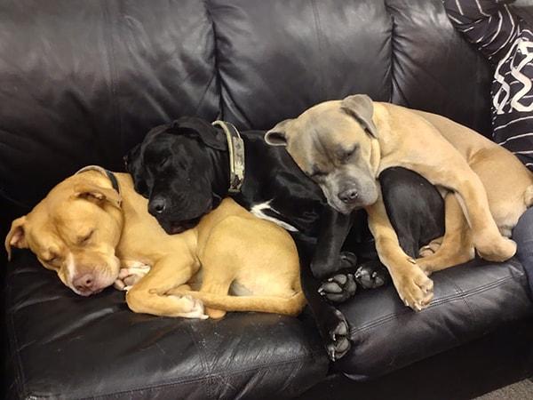 11. Üst üste uyuyan köpekler 😍