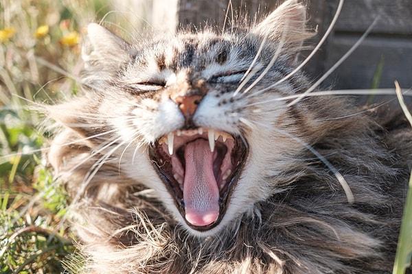 9. Kedi dişleri, ısırdıklarında emmeyi önleyen bir kan oluğuna gibidir. Bu da daha hızlı bir şekilde ısırdıkları yerden dişlerini çıkarmalarını ve tekrar ısırmalarını sağlar.