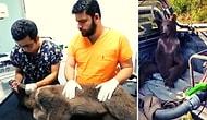 В лесах Турции был найден пьяный медвежонок, который наелся галлюциногенного "безумного меда"