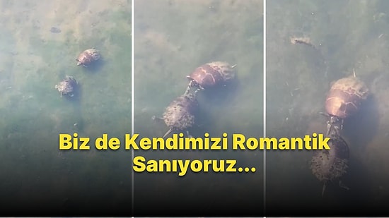 Keşkül Titretmesi Mi O? Kaplumbağaların Birbirlerine Kur Yaparken Kaydedildiği İddia Edilen Görüntüler