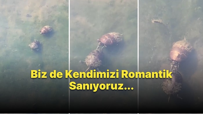 Keşkül Titretmesi Mi O? Kaplumbağaların Birbirlerine Kur Yaparken Kaydedildiği İddia Edilen Görüntüler