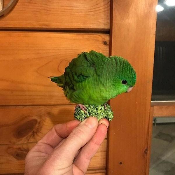 15. Bu kuş brokoliye benziyor 😍