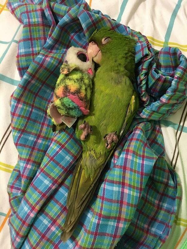 17. Oyuncağına sarılıp uyuyan bir papağan 😍