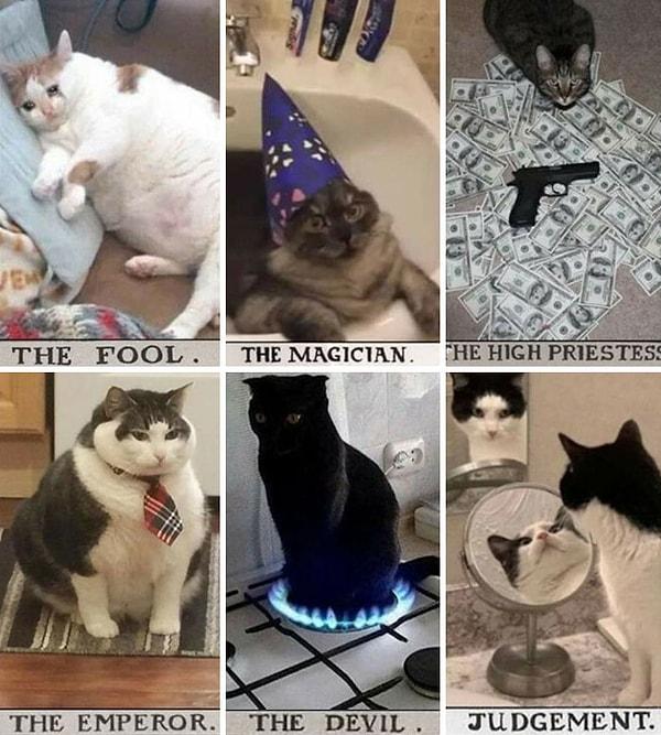 31. Kediler tarot kartlarına uyarlanırsa: