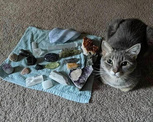 43. Doğal taş koleksiyonu olan bir kedi: