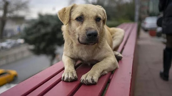 Tepkilere Neden Olan 'Havrita' Uygulaması Erişime Engellendi