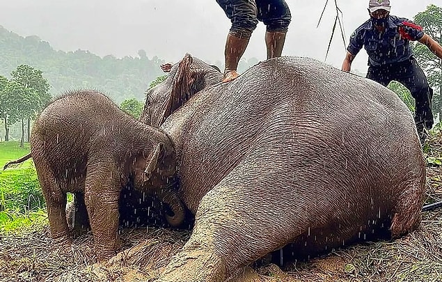 PETA (Hayvanlara Etik Muamele İçin Mücadele Edenler) konuya dair yapmış olduğu açıklamada fillerin tıpkı birer teçhizat gibi satılarak ormandaki yuvalarından koparıldığını ve kütük taşımak ya da turistleri eğlendirmek için kullanıldıklarını söylüyor.
