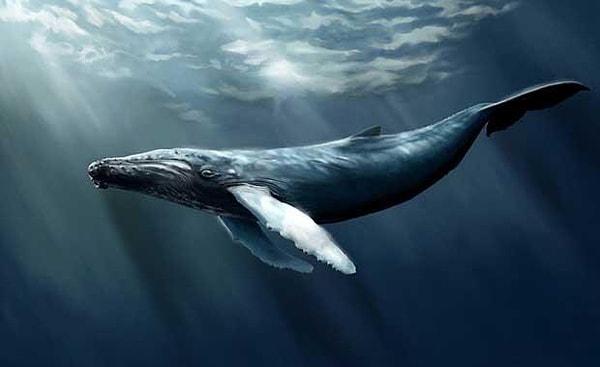 1. Yeni doğmuş bir mavi balina yavrusu kaç ton ağırlığındadır?