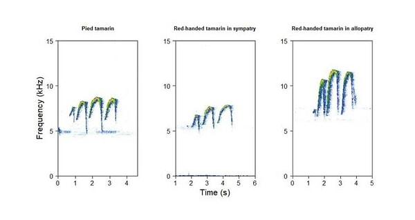 Soldaki grafik Alaca Tamarinlerin ses frekansını gösterirken sağdakiyse Kırmızı Elli Tamarinlerin çıkarttığı ses frekansı.