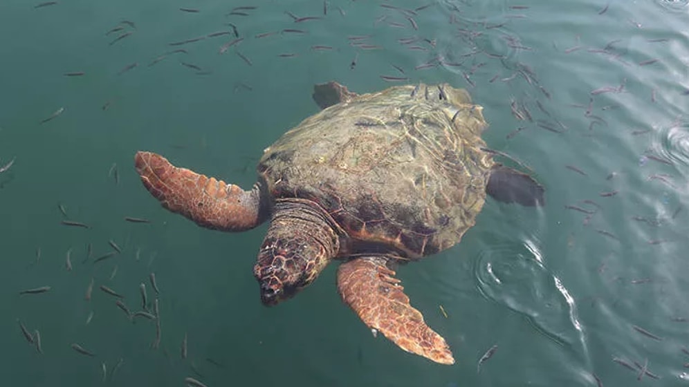 Caretta Caretta Rus Kadına Saldırdı: ‘Benim Yaşam Alanından Çıkın Der Gibi’