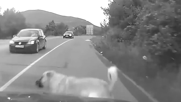 Videoda bir köpeğin aniden seyir halindeki aracın önüne çıktığını görüyoruz. Belediye ise bize 'Böyle bir olayla karşılaşırsan ani fren yap' demek istiyor.
