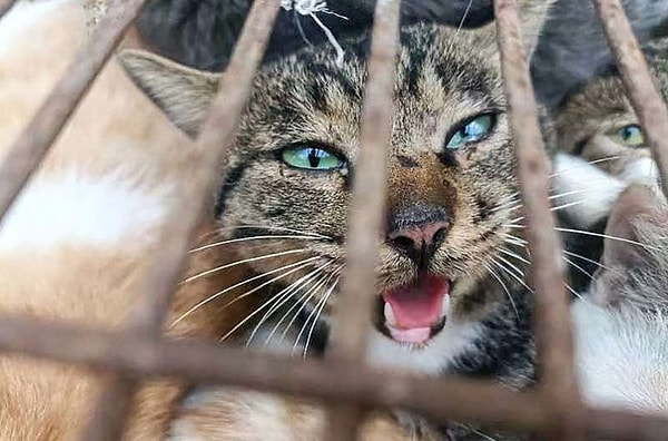 Yapılan operasyonda 150’ye yakın kedi 11 kafesin içinde hapsolmuş bir biçimde yakalandı. Ayrıca 31 serçenin de yem olarak kullanıldığı belirtildi.