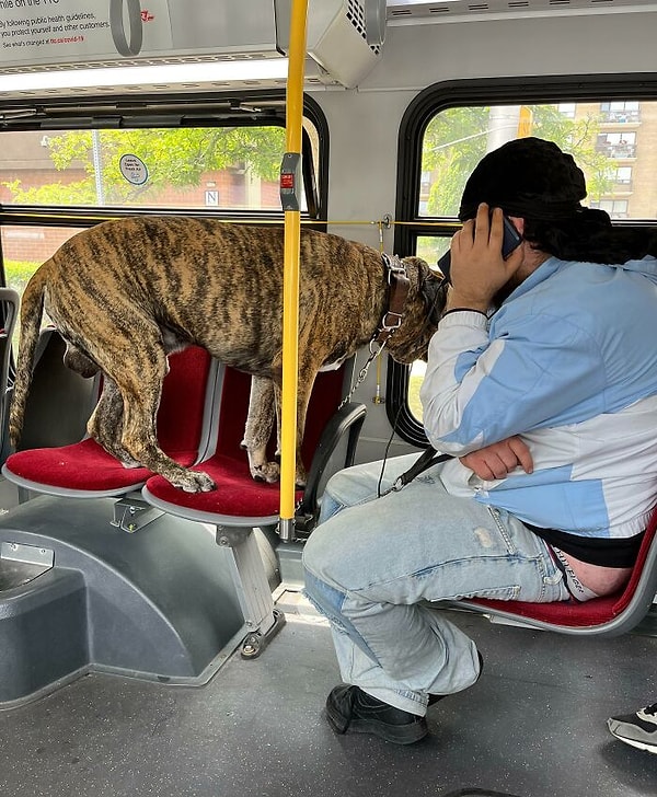 19. "Köpek sürekli havlıyor ve sahibi onu kontrol edemiyor..."