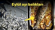 Sonunda Av Yasağı Bitti! Eylül Ayında Yenilebilecek Balıklar ve Birbirinden Nefis Balıklı Tarifler